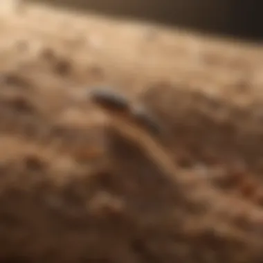 Effective DIY Termite Prevention DIY Termite Baiting System