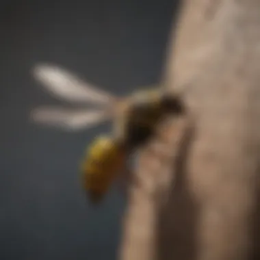 Craft Your Own Wasp Repellent DIY Wasp Deterring Spray