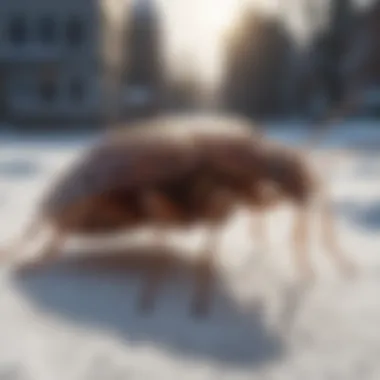 Exploring Cold as a Bed Bug Control Method Winter scene with an emphasis on cold temperatures