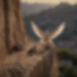 Dove prevention spikes on ledge