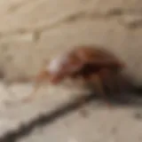 Illustration of bed bug hiding in cracks