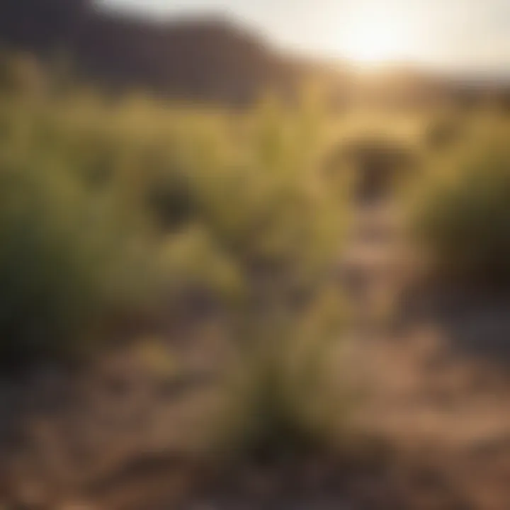 Close-up of drought-resistant weeds in arid desert