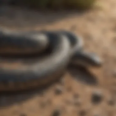 Granular Barrier against Serpents Snake Away granules spread on ground