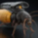 Innovative pest control technology in action