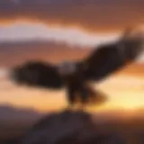 Eagle silhouette against sunset sky