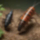 The Interplay of Earwigs and Pesticides Illustration depicting intricate relationship between earwigs and pesticides