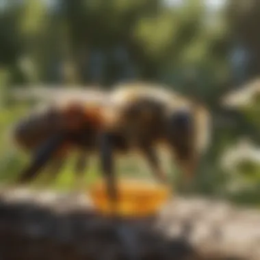 Eco-friendly Bee Repellent in Garden Eco-friendly Bee Repellent in Garden