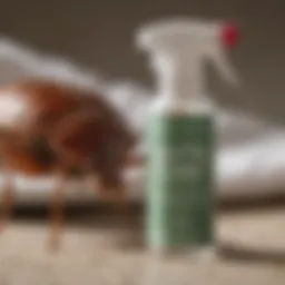 Eco-Friendly Solution for Bed Bug Infestation
