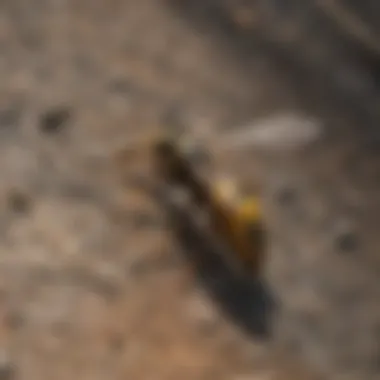 Eco-friendly wasp deterrent options