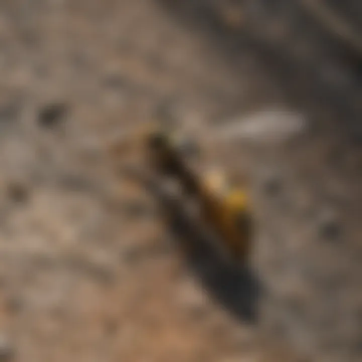 Eco-friendly wasp deterrent options