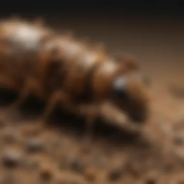 Detailed analysis of the ecological impact of swarming subterranean termites