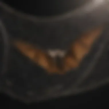 Advanced Bat Exclusion Net Technology Bat Exclusion Net