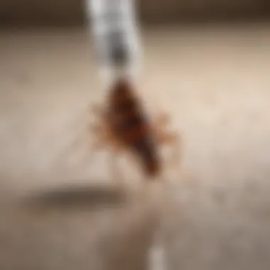 Effective Bed Bug Spray Options at Family Dollar Introduction Effective Bed Bug Spray Options at Family Dollar Introduction