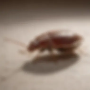 Notable Effective Bed Bug Spray Options at Family Dollar Notable Effective Bed Bug Spray Options at Family Dollar
