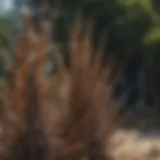 Avian Spikes as Bird Barrier