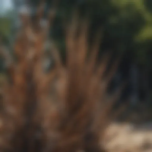 Avian Spikes as Bird Barrier