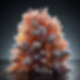 A crystal structure of borax highlighting its chemical composition