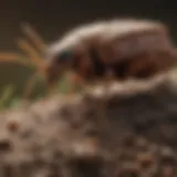 Common Brown Pests in Winston Salem Detailed view of common brown pests found in Winston Salem