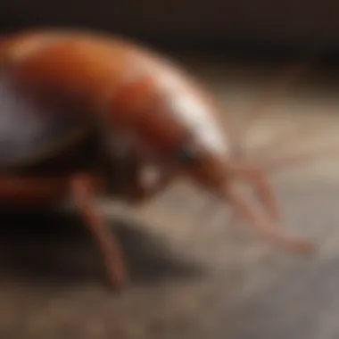 Professional Cockroach Extermination Services