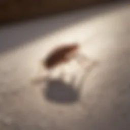 Natural bed bug repellent made from essential oils