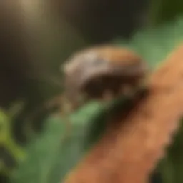 Close-up view of a stink bug on a leaf