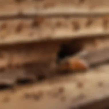 Effective management strategies against Fitton termites