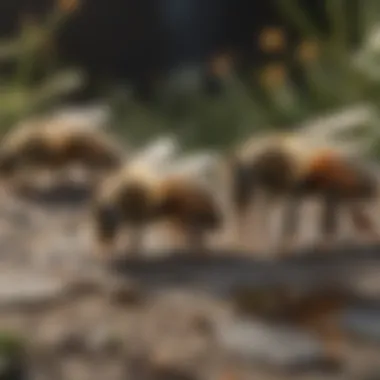 Bee Colony Identification Techniques Bee Colony Identification Techniques