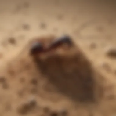 Ant Colony Eliminator Powder Ant Nest Destroyer Powder