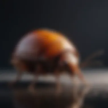 Strategic Pest Control for Roach Egg Prevention Strategic Pest Control for Roach Egg Prevention