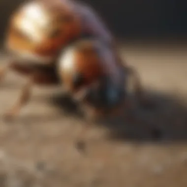 Organic Solutions for Eliminating Carpet Beetles Natural Remedies for Carpet Beetle Removal