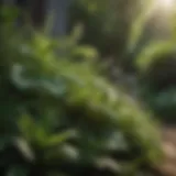 Lush Greenery: Natural Flea Repellent Plant Natural Flea Repellent Plant