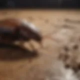 Organic Roach Repellent