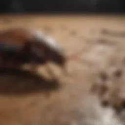 Organic Roach Repellent