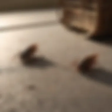 Roach Traps Roach Traps