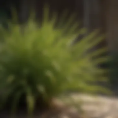 Organic Citronella Plant Closeup