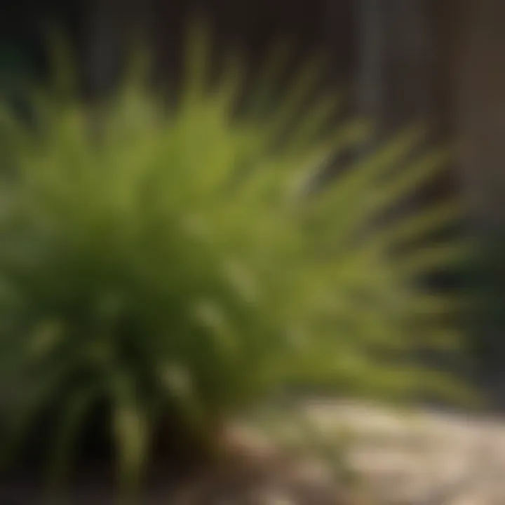 Organic Citronella Plant Closeup