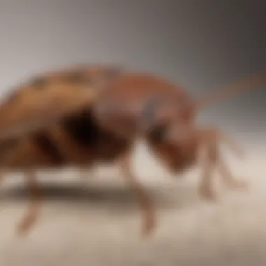 Close-up of a bed bug on fabric