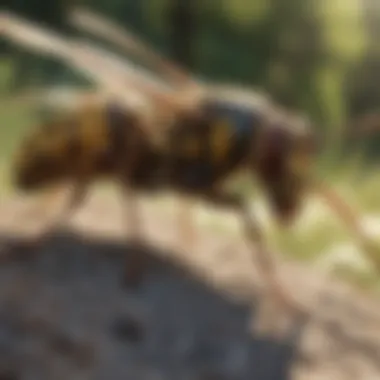 Eco-Friendly Solutions for Wasp Management Eco-friendly approaches to managing wasp populations illustrated