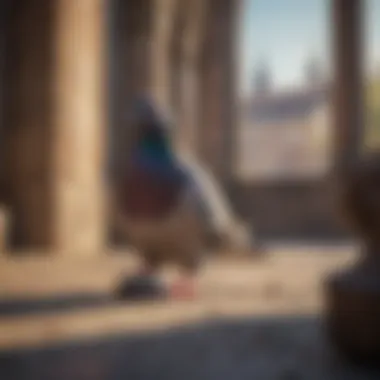 Effective Control Effective pigeon control with repellent method