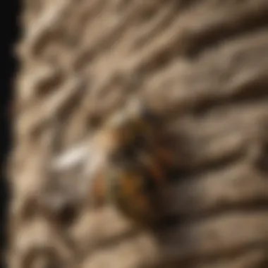 Strategies to Prevent Wasp Nest Formation Preventive Measures Against Wasps