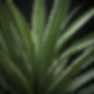 Aloe Vera Plant Leaves