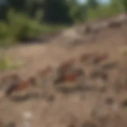 Ants marching in formation