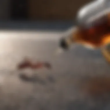 Using Vinegar Solution for Ant Control Vinegar solution for ant control