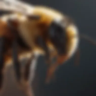 Safe Indoor Bee Elimination Safe and effective elimination of indoor bees