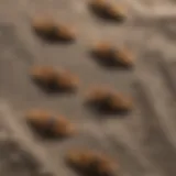 Close-up of clothes moths on fabric