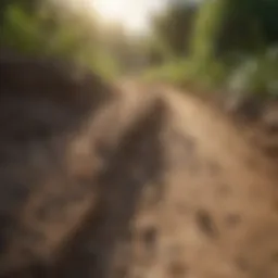 Ant Trail Leading to Food Source