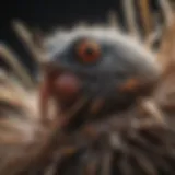 Close-up of a bird mite on feathers