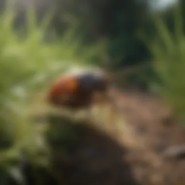 Preventative Measures Against Ticks Preventative measures like tall grass and shrub maintenance