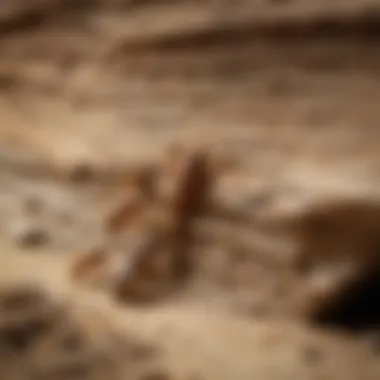 Identifying Signs of Termite Infestation Signs of termite infestation in a home