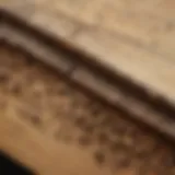 Termite damage in wooden structure